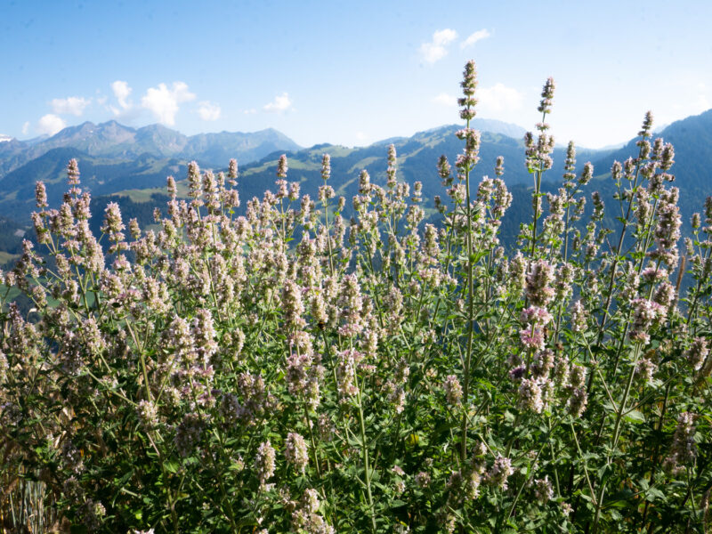 Le Jardin des Monts