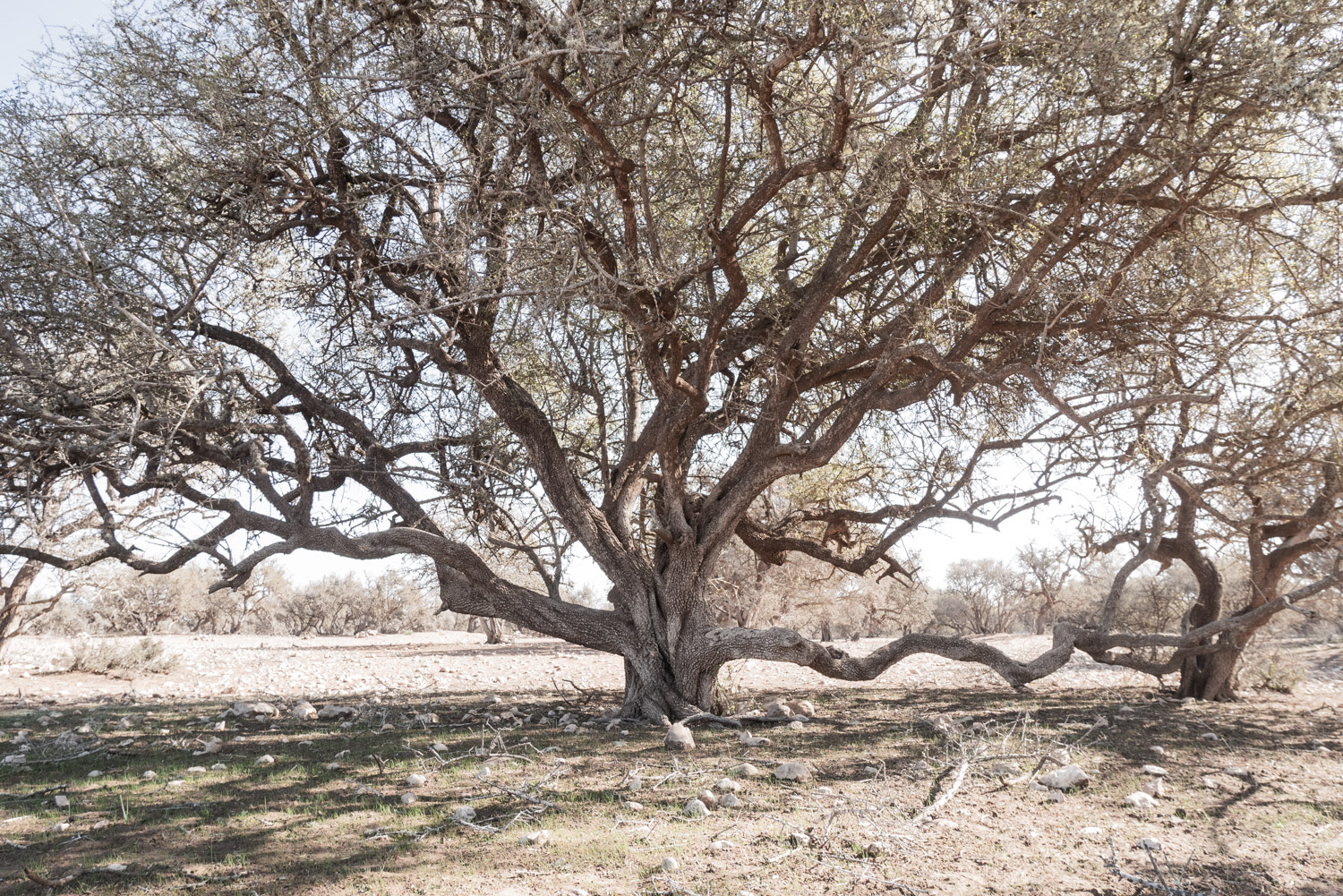 Argan trees