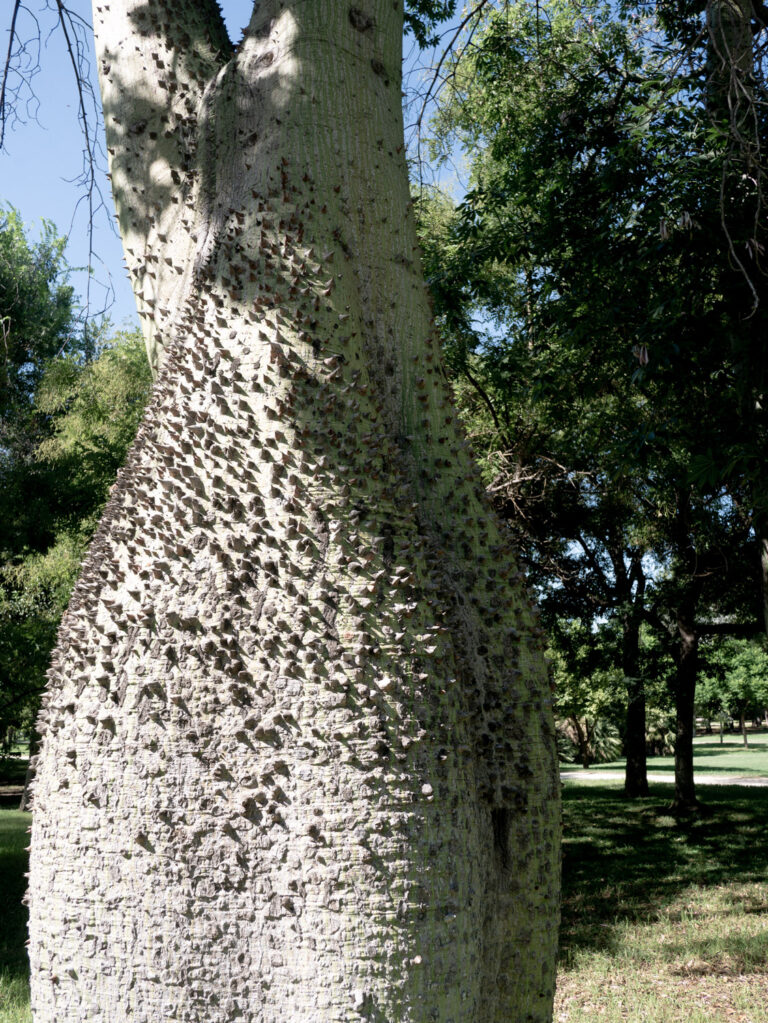 Tree vs. tree: why kapok trees have big, nasty thorns – Semiosis