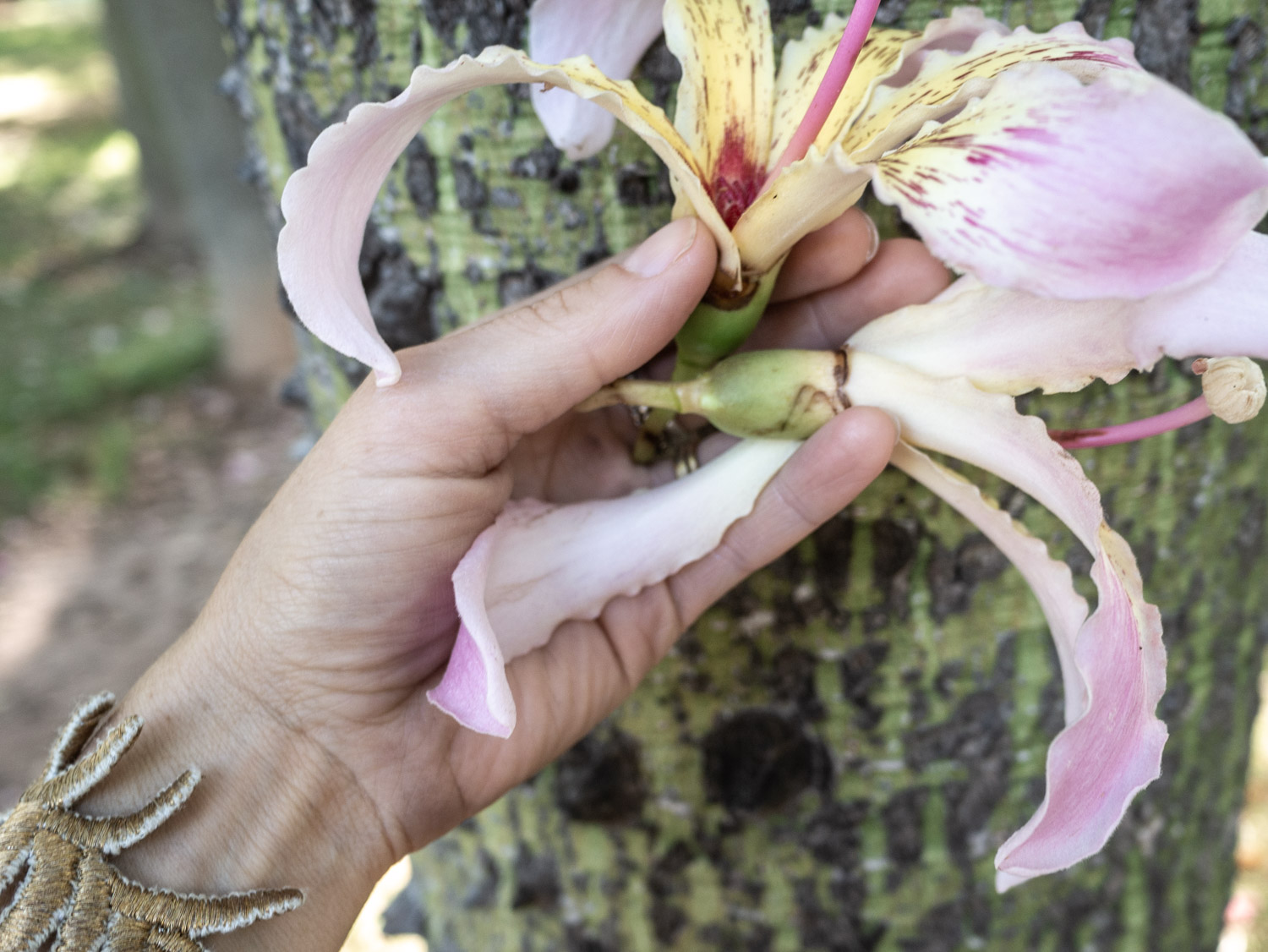 The Silk Cotton tree Silk by Emma Cassi